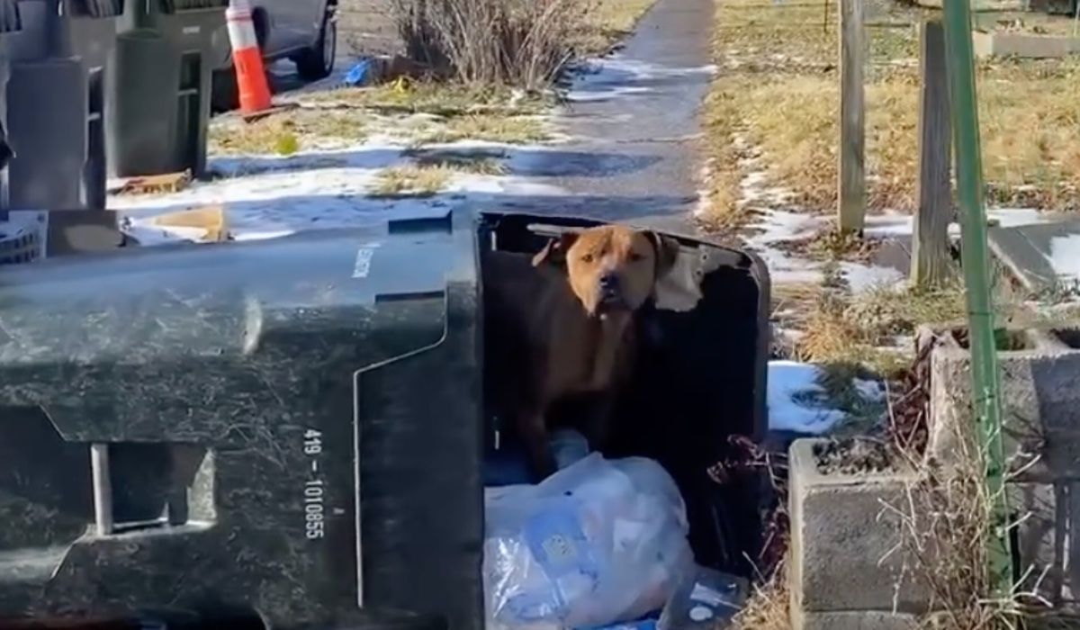 pies w śmietniku