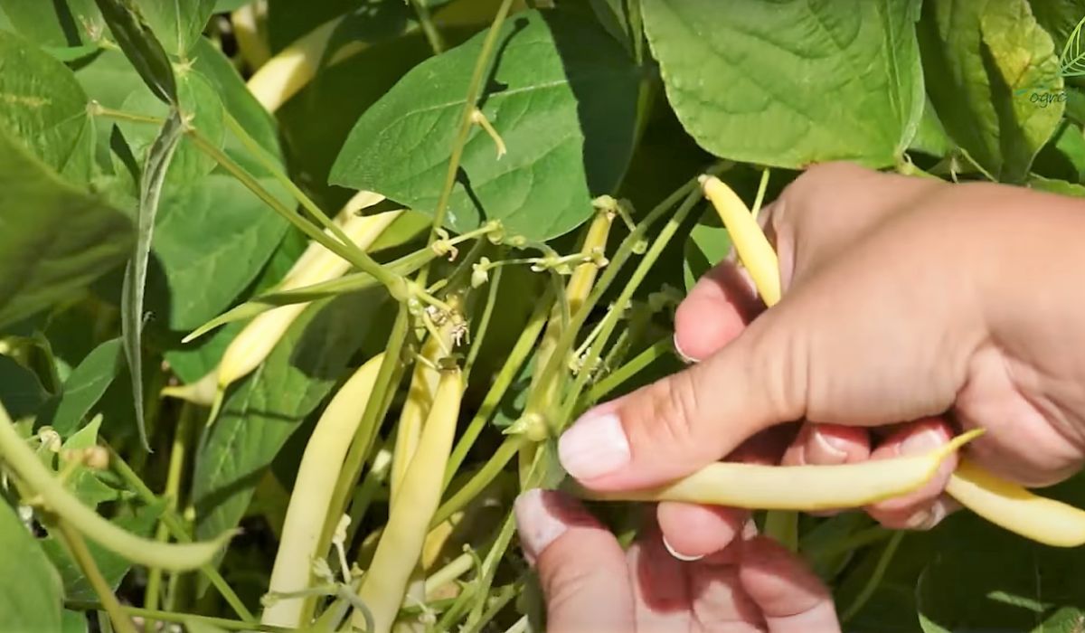 Najważniejsze zasady uprawy fasolki szparagowej