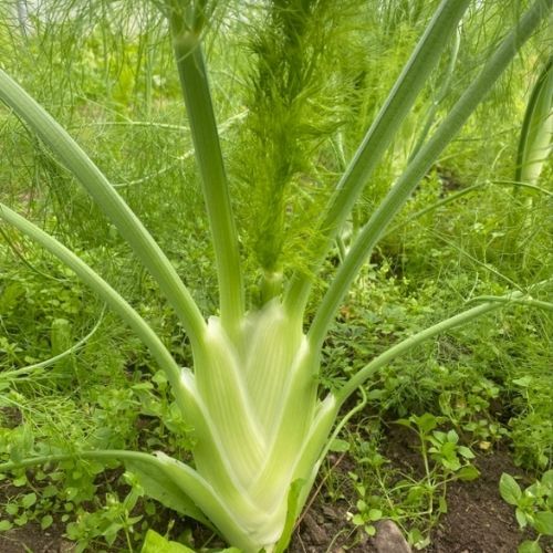 To warzywo to pogromca cholesterolu. Jemy go za rzadko, wręcz pomijamy