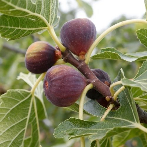 Jem 3 sztuki dziennie. Moja cera nigdy nie była lepsza