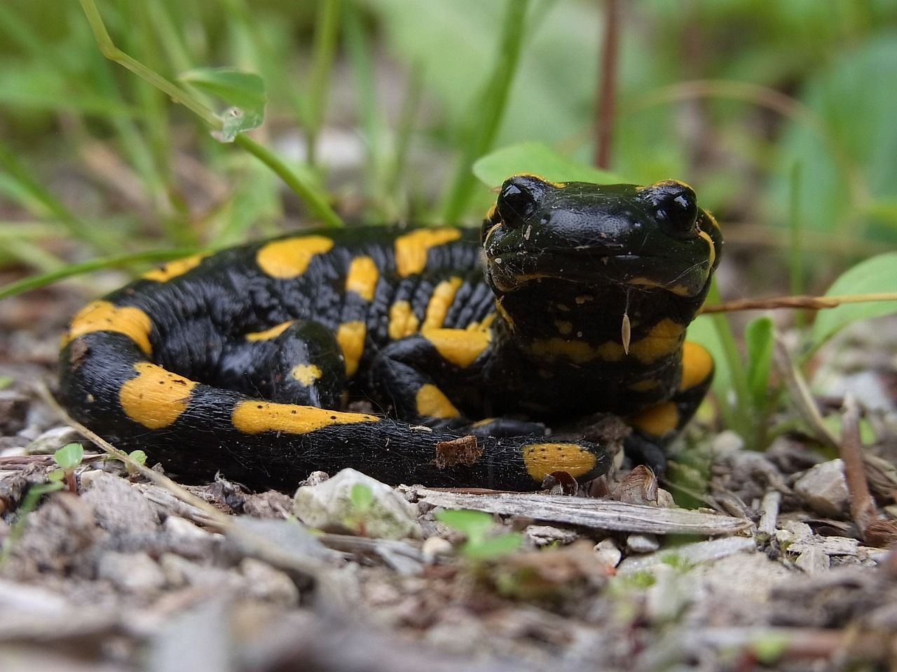 fire-salamander-54534_1280.jpg