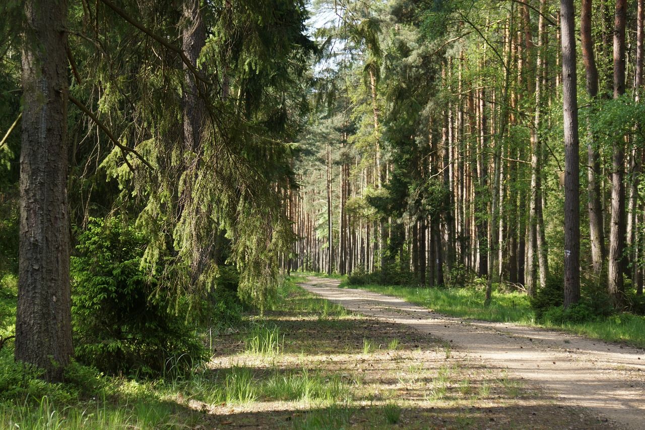 forest-1442247_1280.jpg