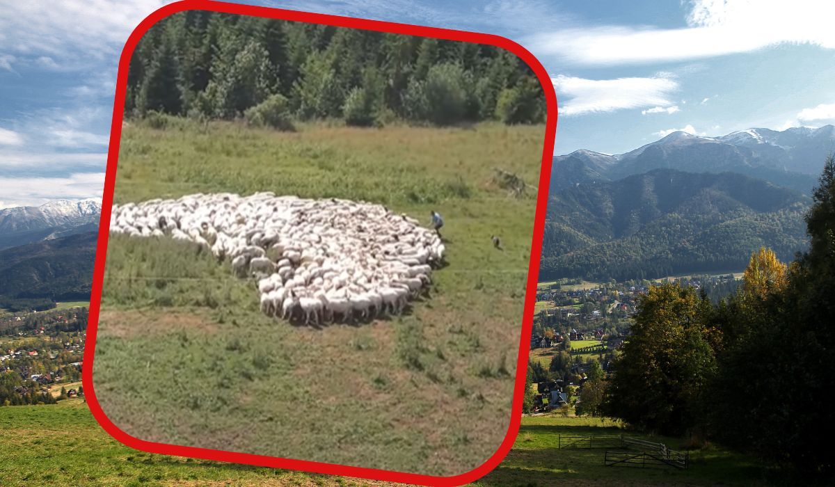 Juhas popędzający owce