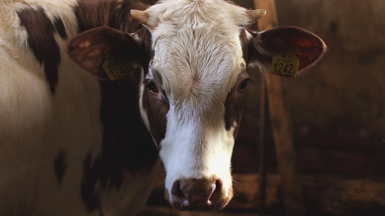 Wielkie wsparcie dla hodowców zwierząt, zacznie się 9 lutego. Budżet na dopłaty jest ograniczony