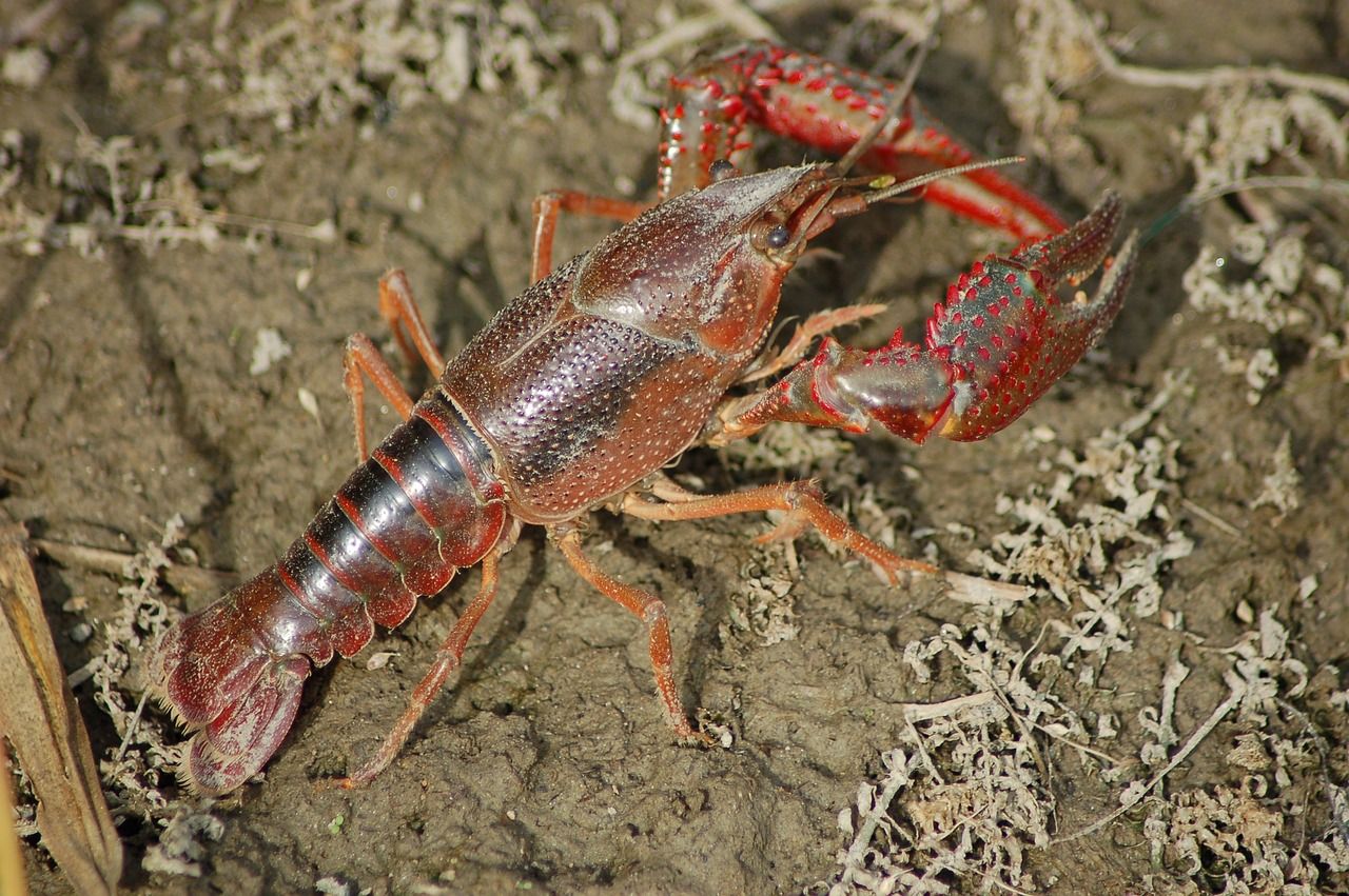 freshwater-crayfish-g71a2d6cc9_1280.jpg