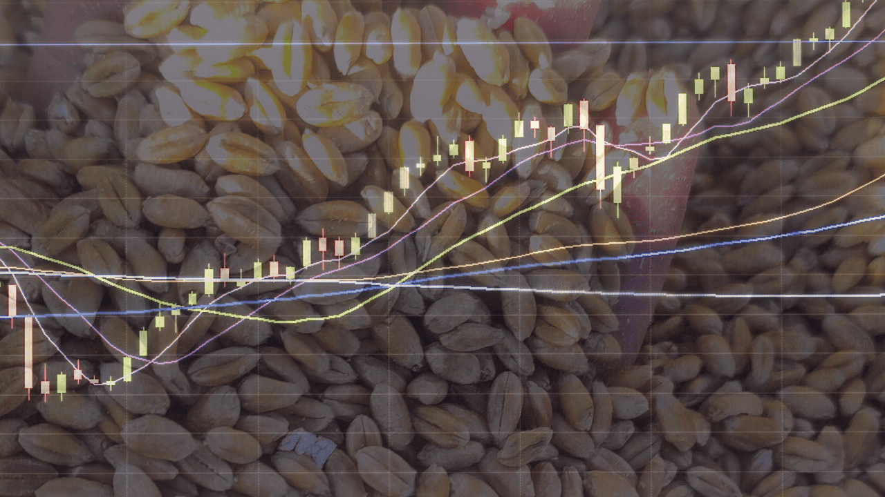 Ceny zbóż na giełdzie 