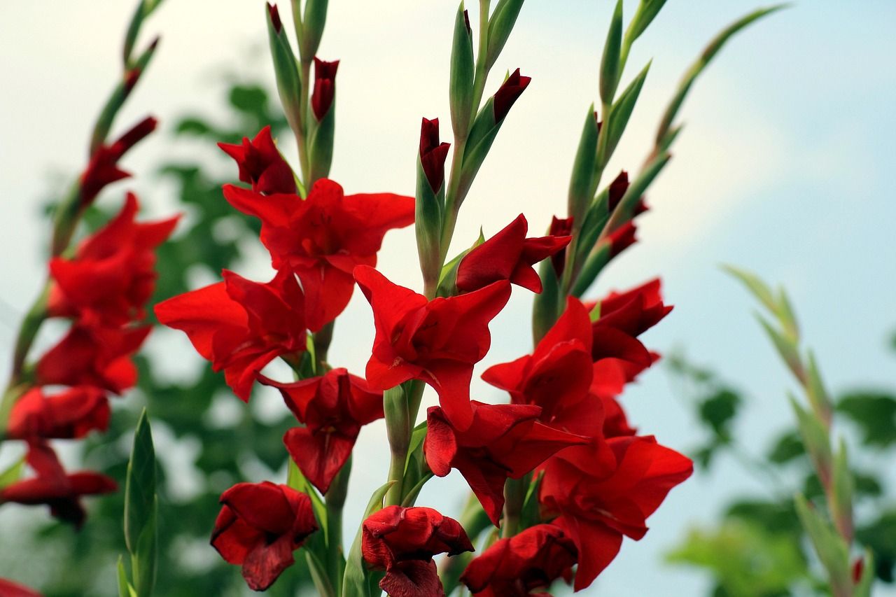 gladioli-3595251_1280.jpg