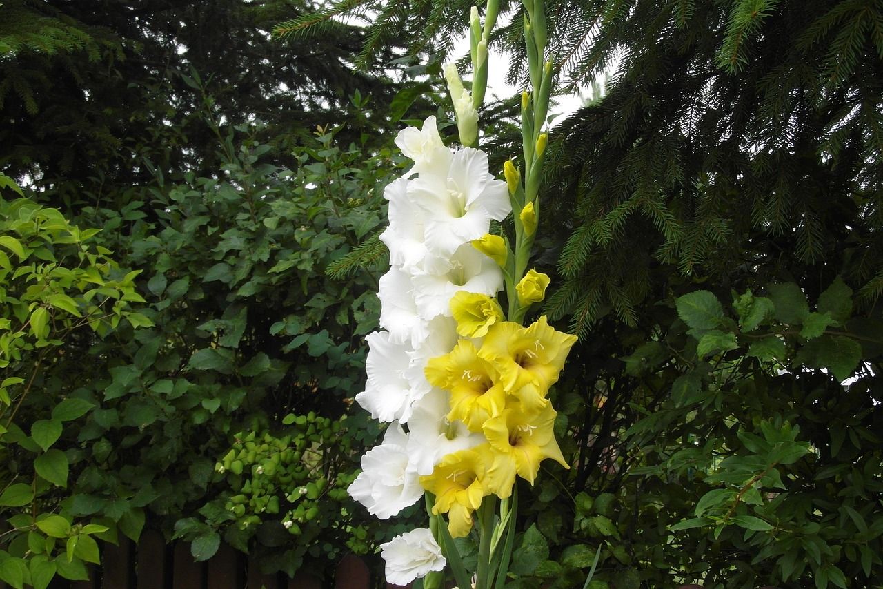gladioli-3634661_1280.jpg