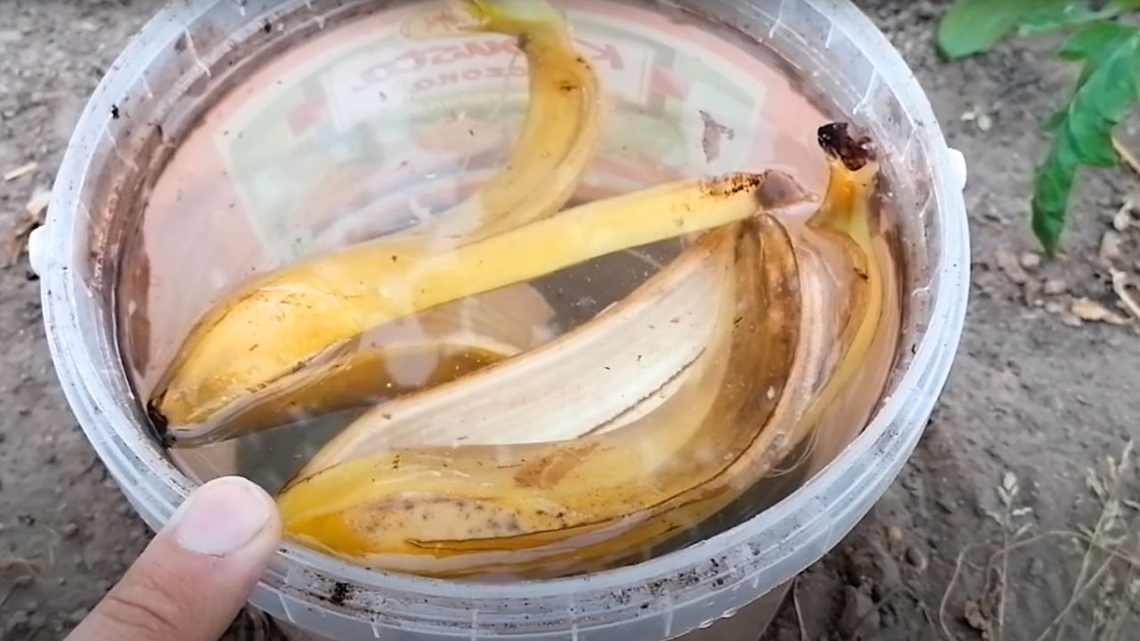 Gnojówka z bananów