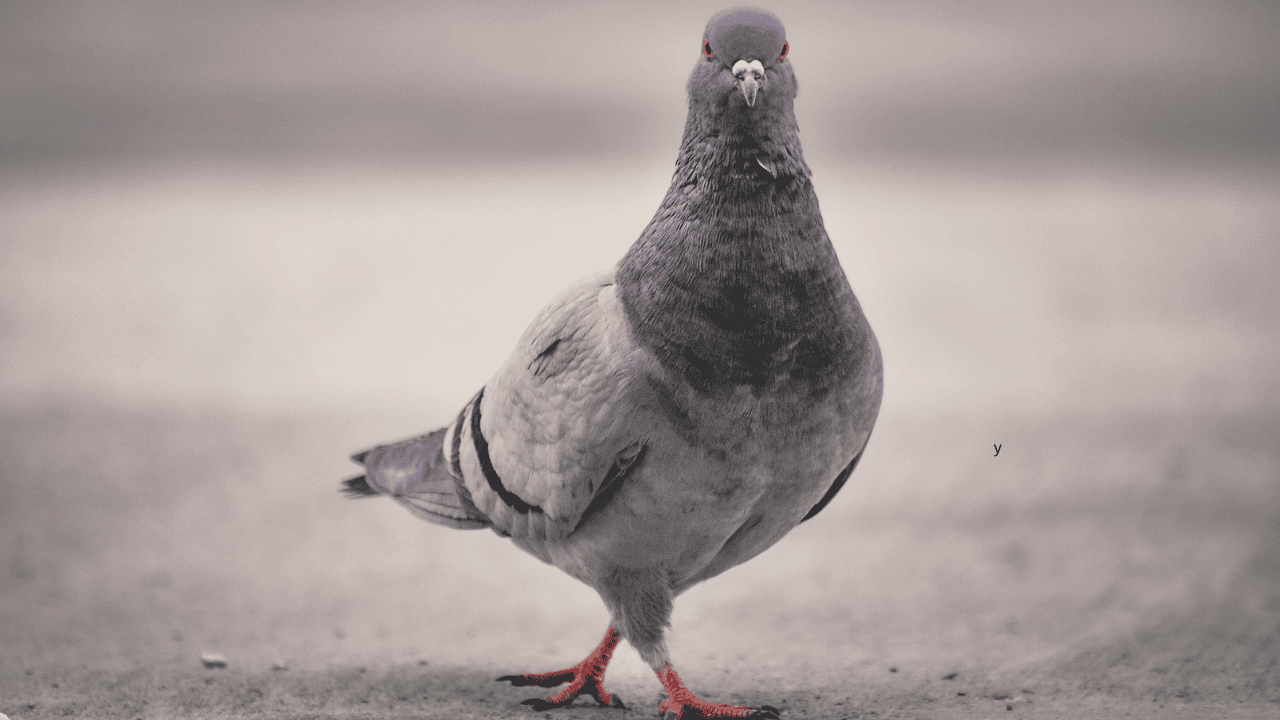 Coraz więcej przypadków HPAI. Czy choroba jest groźna dla ludzi?