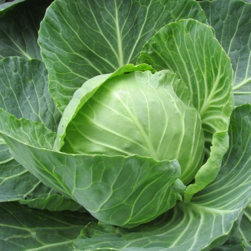 Takie gołąbki podam na obiad w Wielki Piątek. Moja rodzina je uwielbia