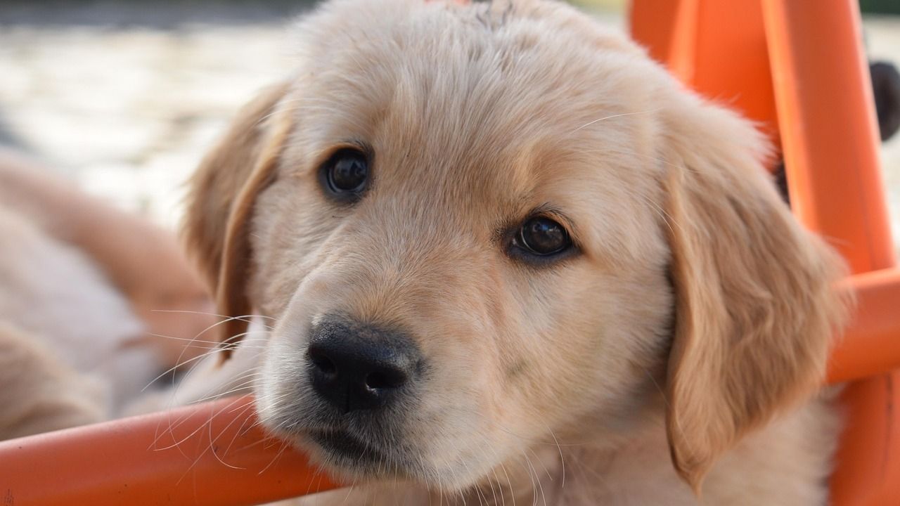 golden retriver pies
