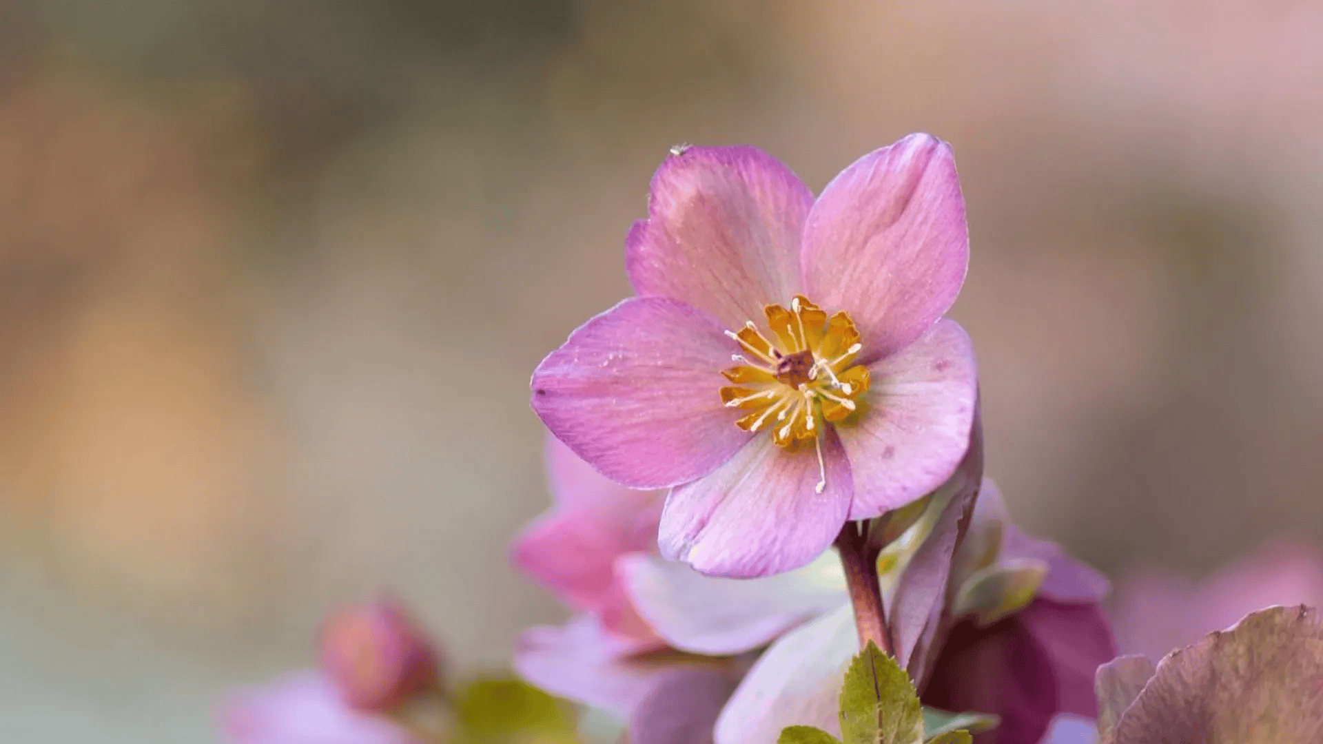 Nie wyrzucaj, tylko zrób napar i podlej grudnika. Będzie uginać się od kwiatów