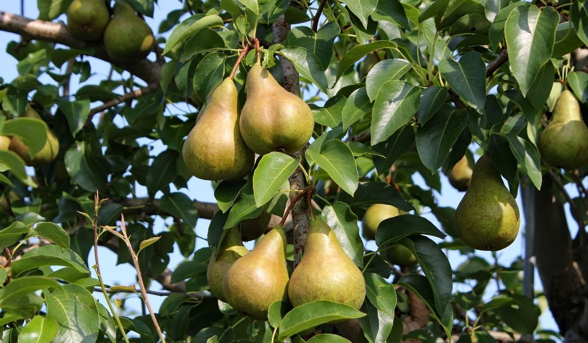 Robię to w październiku, a drzewa owocowe nie chorują. Nie przegap terminu