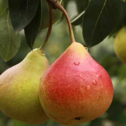 Siostra Anastazja pakuje gruszki do słoików i wlewa tę zalewę. Są najlepsze do mięs 