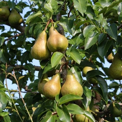 Pan Henryk zaprasza na samozbiór gruszek. Jest 5 ton do zebrania