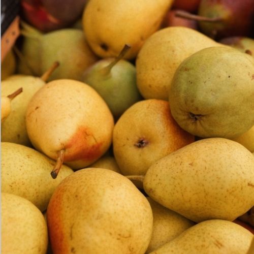 Pan Henryk zaprasza na samozbiór gruszek. Jest 5 ton do zebrania