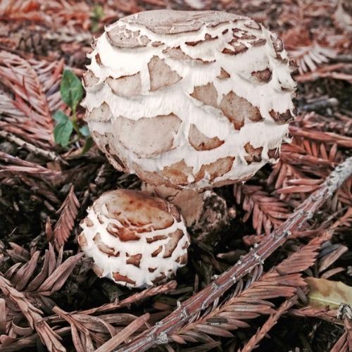 Nie tylko sromotnik! Jak rozpoznać toksyczne sobowtóry kani?