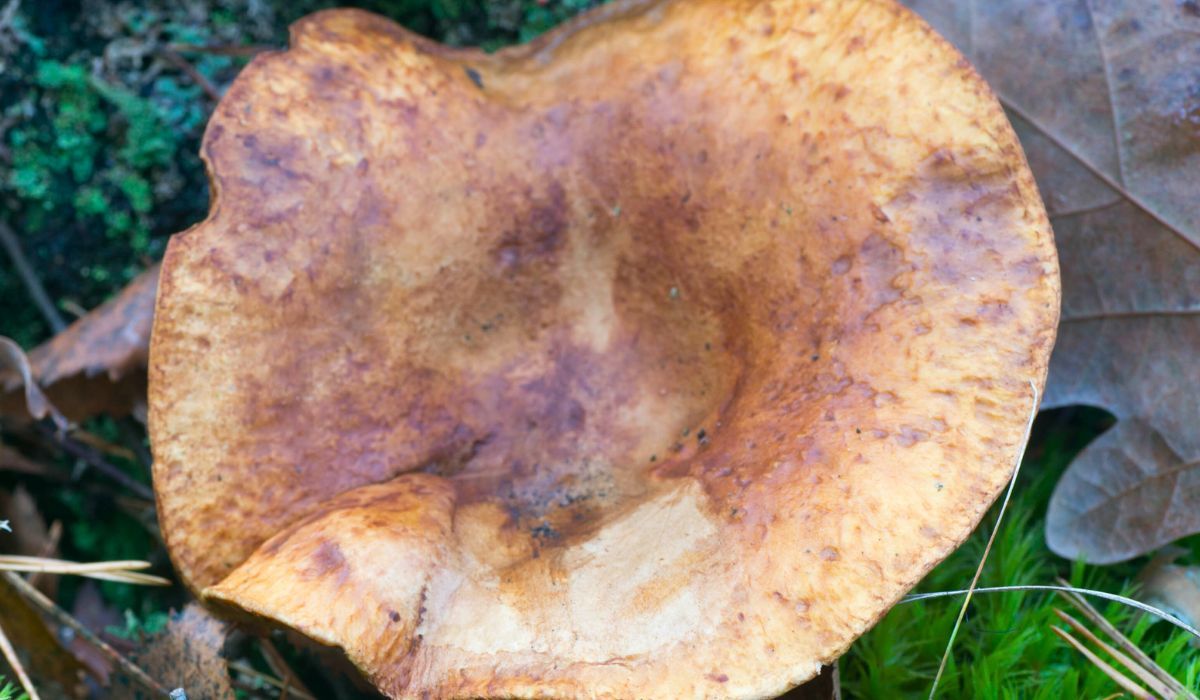 Dawniej się nim zajadano. Ten grzyb prowadzi do białaczki