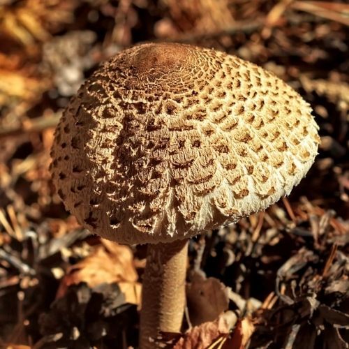 Nie tylko sromotnik! Jak rozpoznać toksyczne sobowtóry kani?