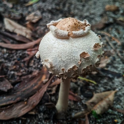 Nie tylko sromotnik! Jak rozpoznać toksyczne sobowtóry kani?