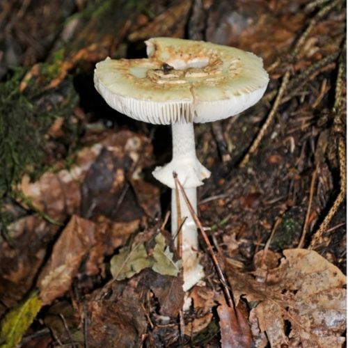 Nie tylko sromotnik! Jak rozpoznać toksyczne sobowtóry kani?