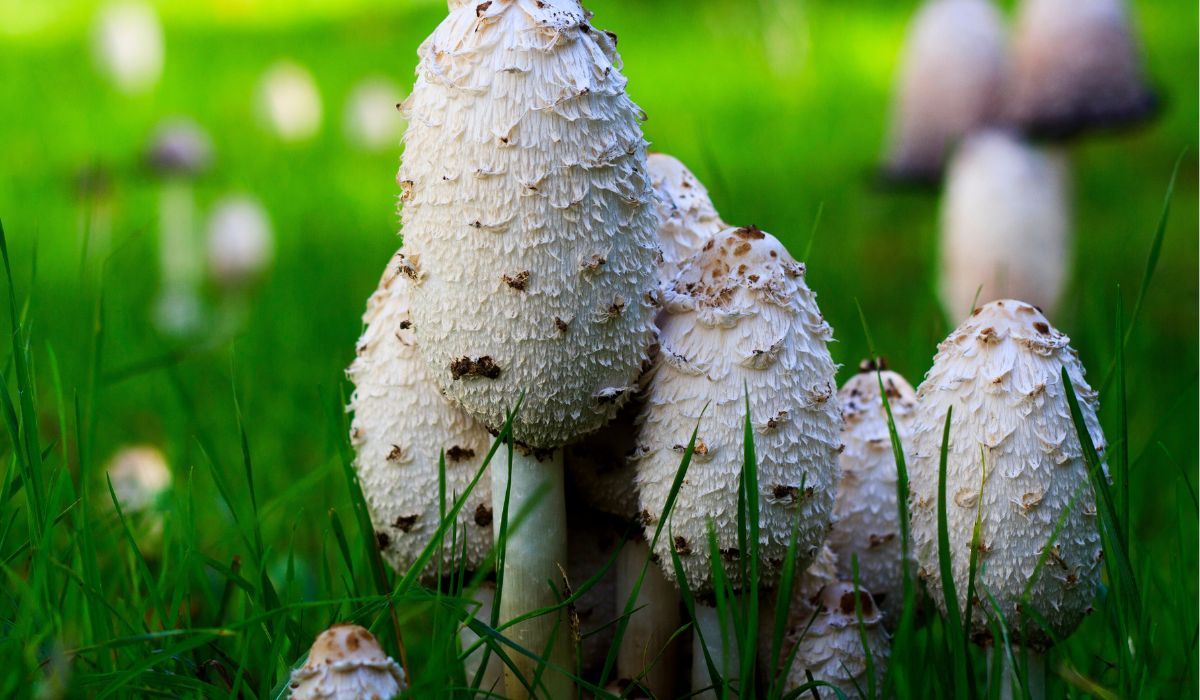 Ten grzyb to zagadka. Zadziwi choćby doświadczonych grzybiarzy