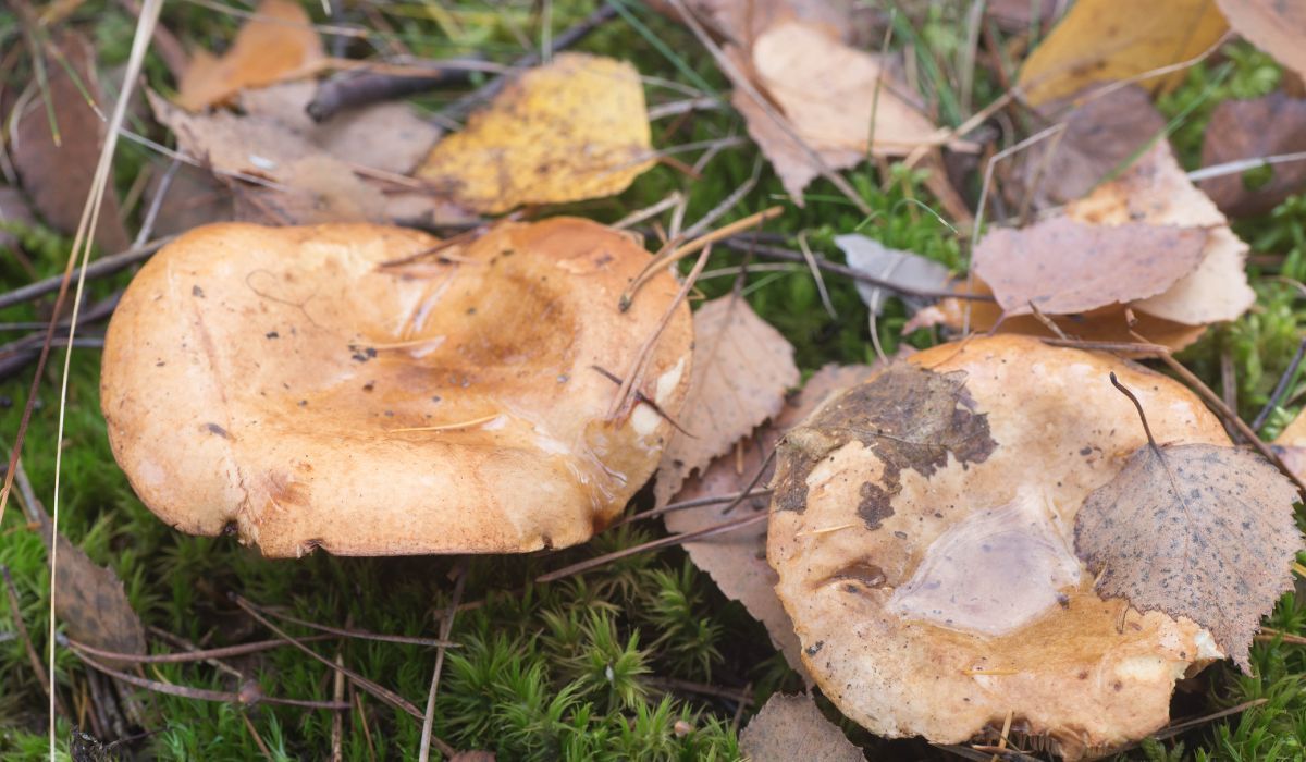 Dawniej się nim zajadano. Dziś wiemy, iż ten grzyb to trucizna