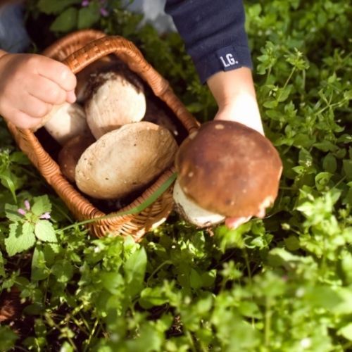Tragiczny finał grzybobrania na Warmii i Mazurach. Sprawę bada Sanepid