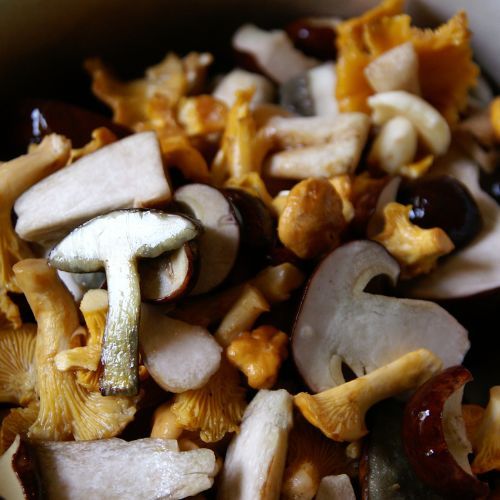 Gdzie na grzyby w czerwcu? Wrócisz z pełnym koszem [09.06.2025]