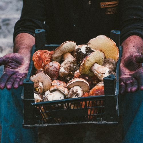 W majówkę pędź do lasu. Tu zaroiło się od grzybów: borowiki, maślaki, koźlarze 