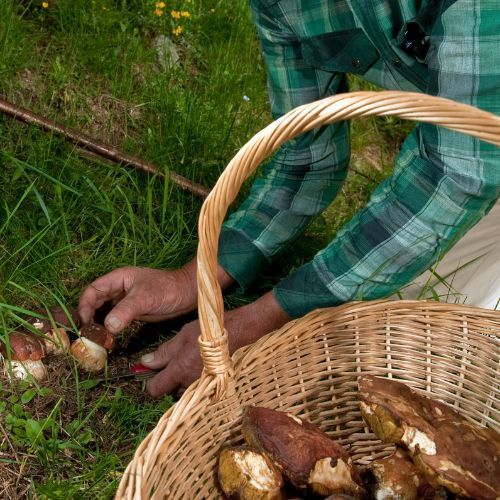 Gdzie na grzyby w czerwcu? Wrócisz z pełnym koszem [09.06.2025]
