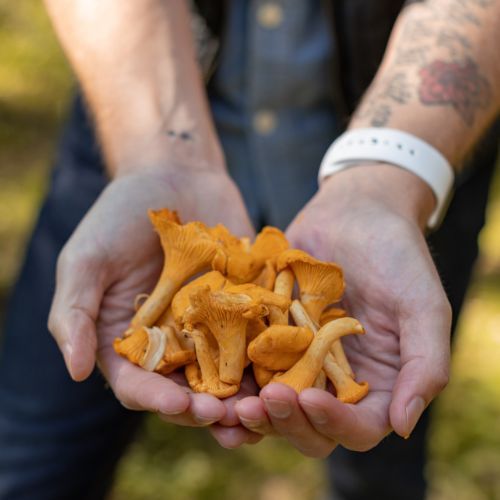 Gdzie na grzyby w czerwcu? Wrócisz z pełnym koszem [09.06.2025]