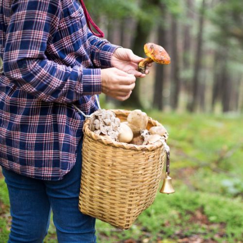W majówkę pędź do lasu. Tu zaroiło się od grzybów: borowiki, maślaki, koźlarze 