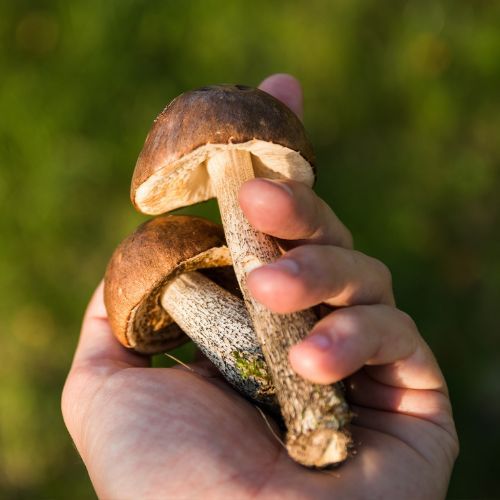 grzybki w ręku grzybiarza