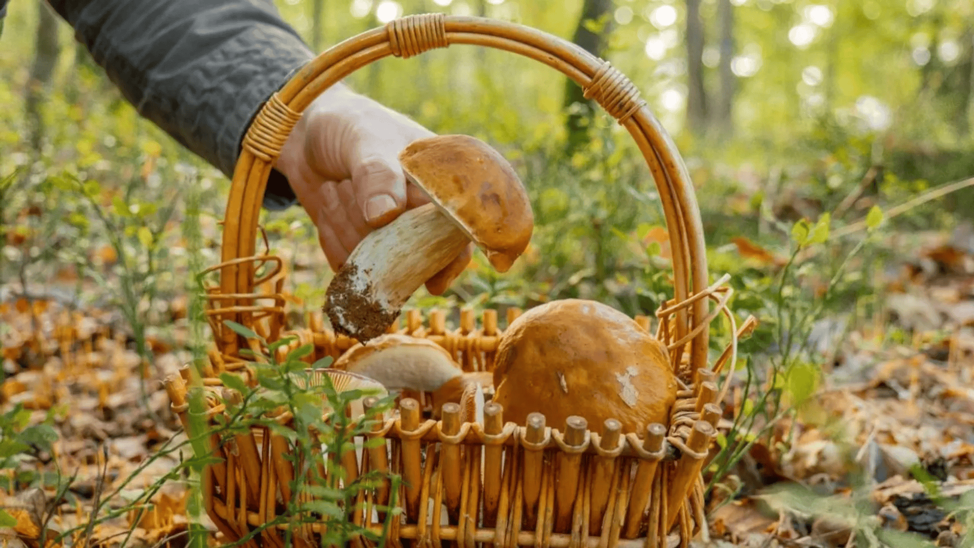 Tyle kosztują suszone grzyby przed świętami. Ceny sięgają nawet kilkuset złotych za kilogram