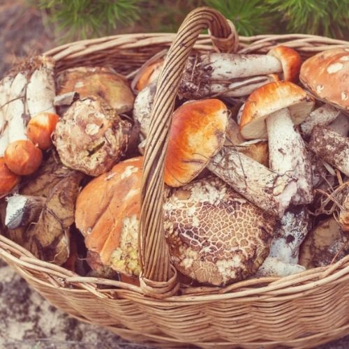 Jak przedłużyć świeżość suszonych grzybów? 