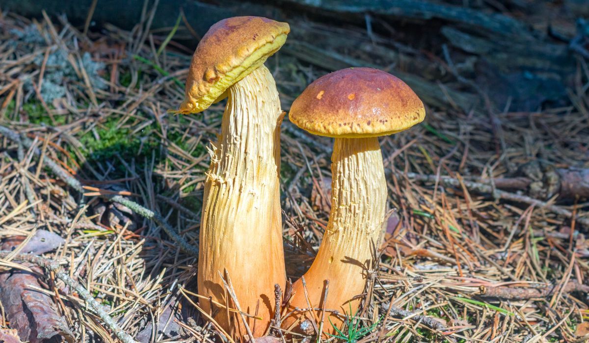 Inwazyjny grzyb w Polsce. Wszyscy się nim zajadają