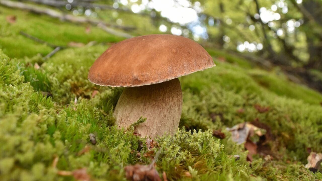 grzyby, grzybobranie