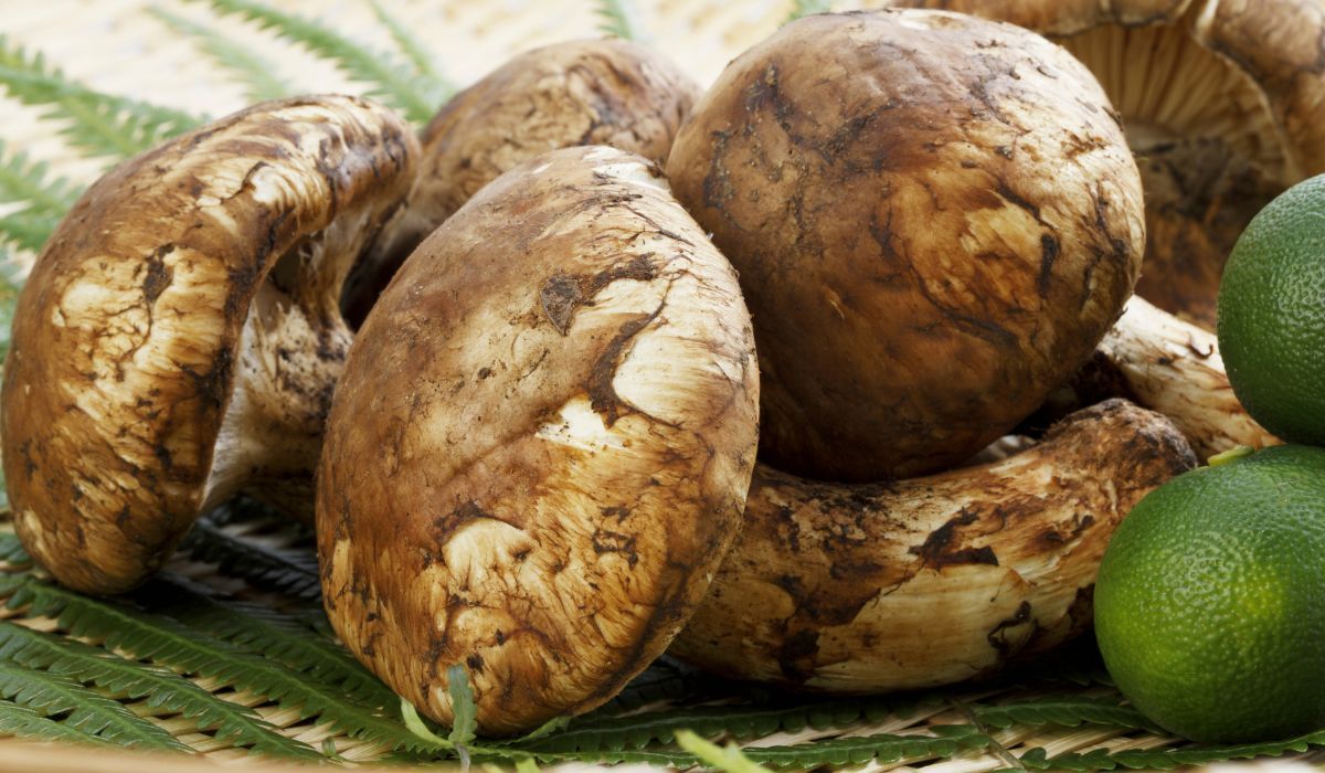 Najdroższe grzyby świata rosną w Polsce. Cena? Ponad 8 tys. zł za kilogram