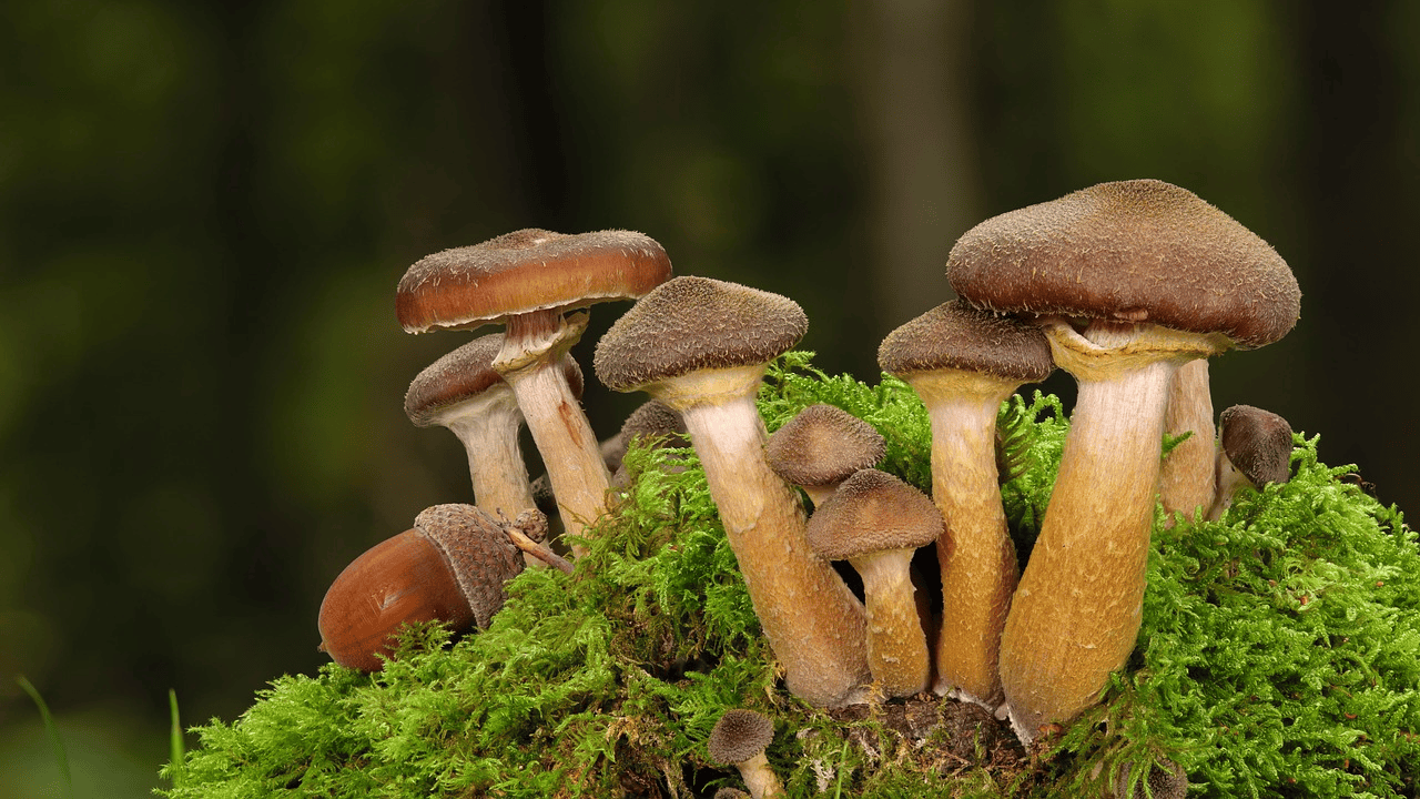 Polacy robią to nagminnie. Nigdy nie łącz tego z grzybami, może poważnie zaszkodzić zdrowiu