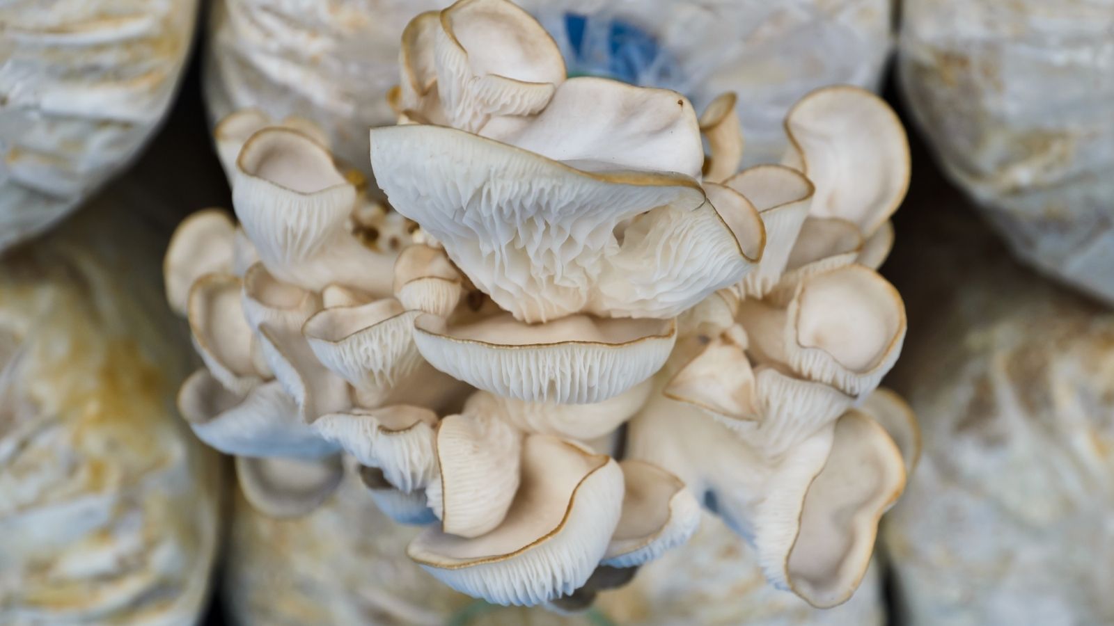 Na 30 hektarach zbudowali dochodowy biznes. Na tej uprawie zarabiają przez cały rok