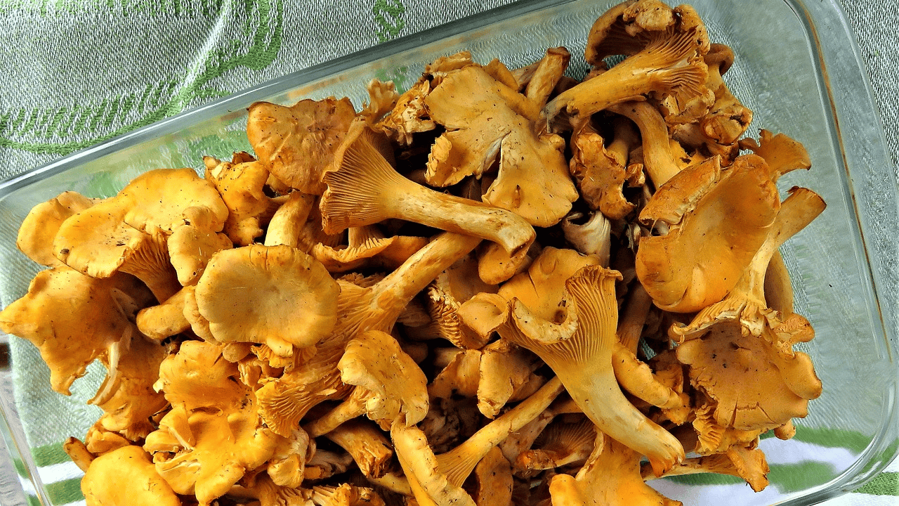 Wysyp grzybów w środku lata. Wiadomo, gdzie jest ich najwięcej w Polsce