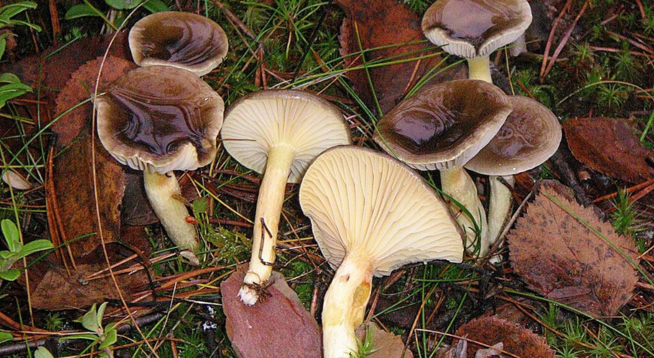 Właśnie pojawiły się w lasach. Szukaj tego miejsca, a wrócisz z pełnym koszem grzybów