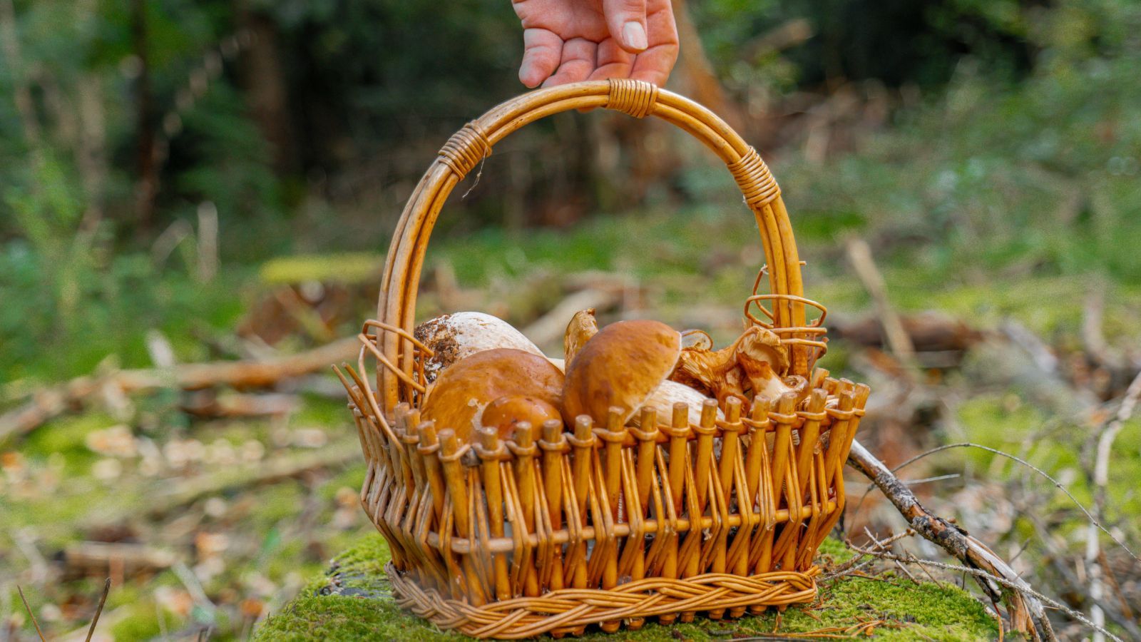 Te cenne grzyby wkrótce pojawią się w lasach. Za kilogram można zarobić nawet 3 tys. złotych