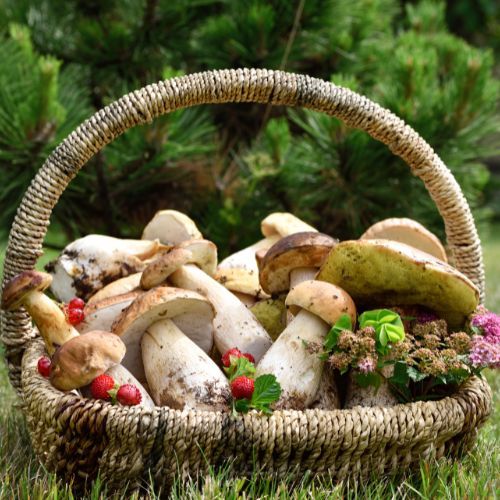 Grzyby marynuję w charakternym sosie. Nie ma lepszych przetworów na zimę