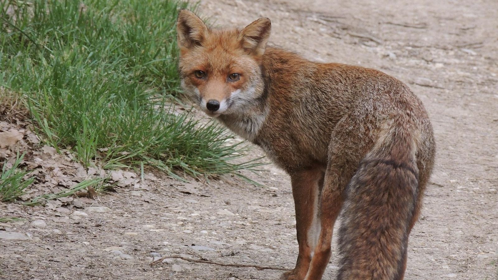 Tak przepędzisz lisy z posesji. Koniec ze szkodami, to niezawodne sposoby