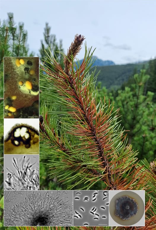 Rewelacja w Tatrach. Odkryli nowy gatunek, badacze są zgodni