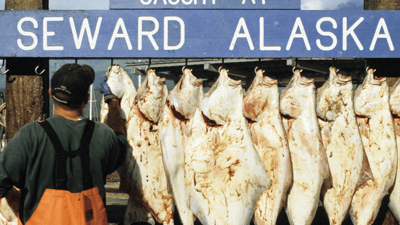 Wyciągam ości z halibuta i dodaję do niego jajko. Taki obiad podaję co piątek, lepsze niż mielone
