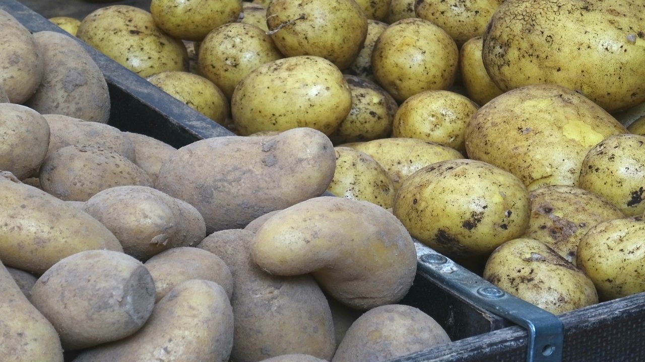 Czym różnią się ziemniaki młode od wczesnych? Kluczowy jest czas zbioru